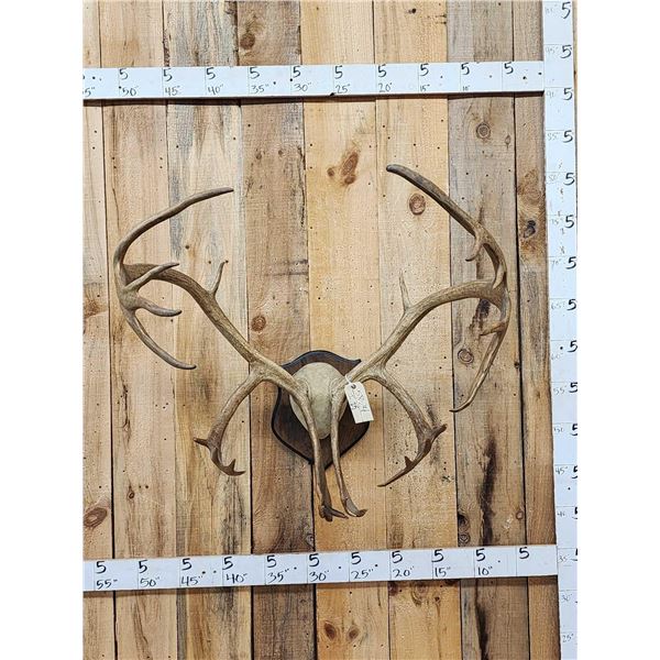 Big Double Shovel Caribou Antlers On Plaque