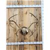 Image 1 : Big Double Shovel Caribou Antlers On Plaque