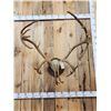 Image 2 : Big Double Shovel Caribou Antlers On Plaque