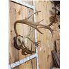 Image 3 : Big Double Shovel Caribou Antlers On Plaque
