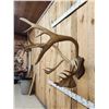 Image 4 : Big Double Shovel Caribou Antlers On Plaque