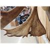 Image 5 : Big Double Shovel Caribou Antlers On Plaque
