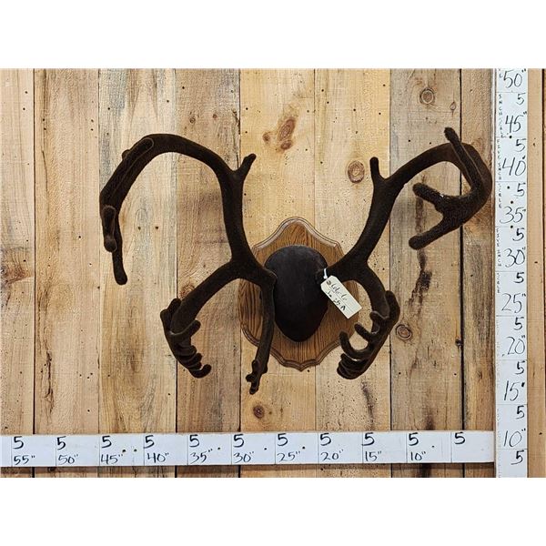 Caribou Antlers On Plaque