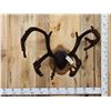 Image 1 : Caribou Antlers On Plaque