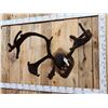 Image 3 : Caribou Antlers On Plaque