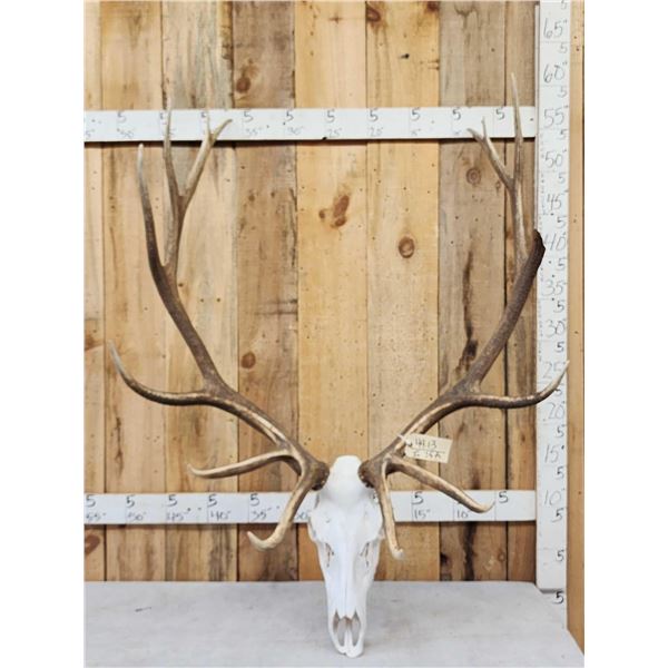 7x7 Elk Antlers On Skull