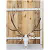 Image 1 : 7x7 Elk Antlers On Skull