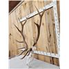 Image 2 : 7x7 Elk Antlers On Skull