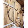 Image 3 : 7x7 Elk Antlers On Skull
