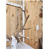 Image 5 : 7x7 Elk Antlers On Skull