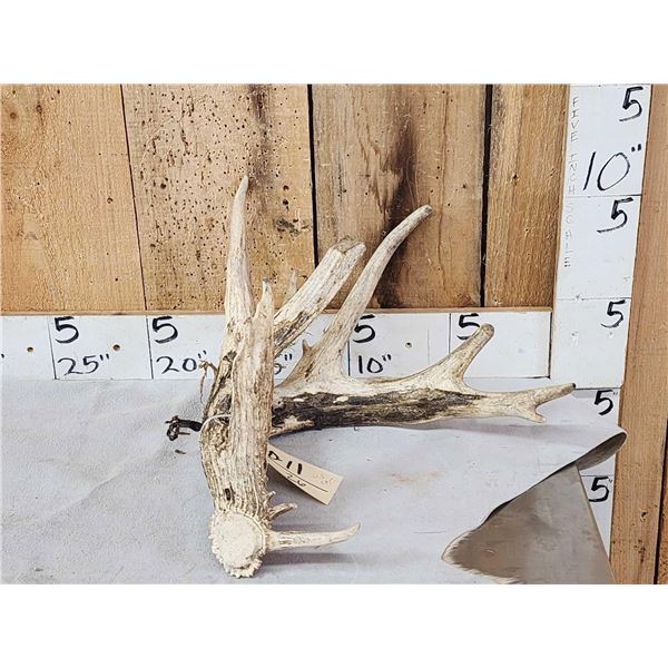 Big Gnarly Nontypical Whitetail Shed Antler
