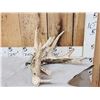 Image 1 : Big Gnarly Nontypical Whitetail Shed Antler