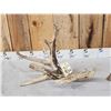 Image 2 : Big Gnarly Nontypical Whitetail Shed Antler