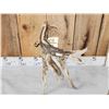 Image 3 : Big Gnarly Nontypical Whitetail Shed Antler