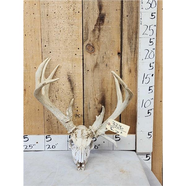 Gnarly 16 Point Nontypical Whitetail Antlers On Skull