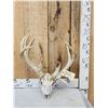 Image 1 : Gnarly 16 Point Nontypical Whitetail Antlers On Skull