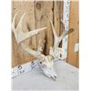 Image 3 : Gnarly 16 Point Nontypical Whitetail Antlers On Skull