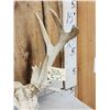Image 4 : Gnarly 16 Point Nontypical Whitetail Antlers On Skull