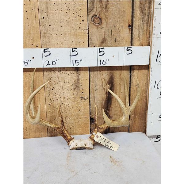Main Frame 4x4 Whitetail Antlers On Skull Plate