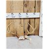 Image 1 : Main Frame 4x4 Whitetail Antlers On Skull Plate