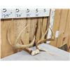 Image 3 : Main Frame 4x4 Whitetail Antlers On Skull Plate