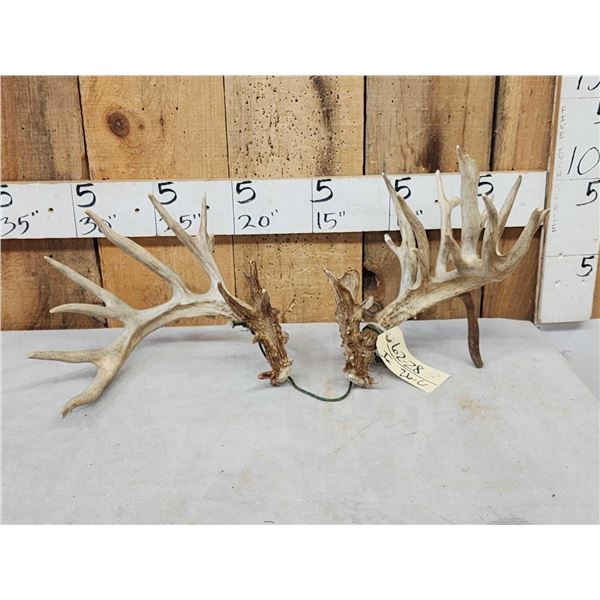 Set Of 239" Whitetail Shed Antlers