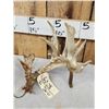Image 2 : Set Of 239" Whitetail Shed Antlers