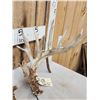 Image 3 : Set Of 239" Whitetail Shed Antlers
