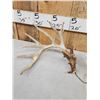 Image 4 : Set Of 239" Whitetail Shed Antlers