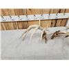 Image 5 : Set Of 239" Whitetail Shed Antlers