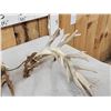 Image 6 : Set Of 239" Whitetail Shed Antlers