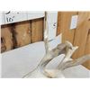 Image 7 : Set Of 239" Whitetail Shed Antlers