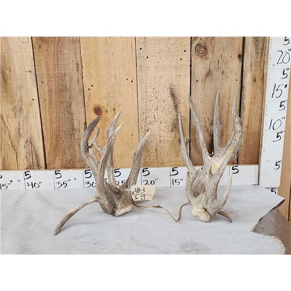 Gnarly Nontypical Texas Whitetail Shed Antlers