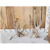 Image 1 : Gnarly Nontypical Texas Whitetail Shed Antlers