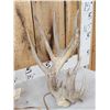 Image 2 : Gnarly Nontypical Texas Whitetail Shed Antlers