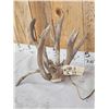 Image 3 : Gnarly Nontypical Texas Whitetail Shed Antlers
