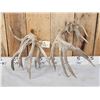 Image 4 : Gnarly Nontypical Texas Whitetail Shed Antlers