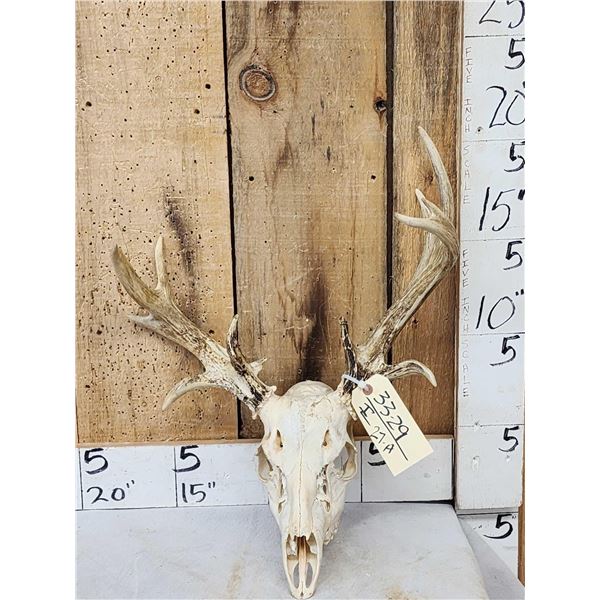 Freak Nontypical Whitetail Antlers On Skull