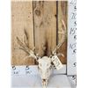 Image 1 : Freak Nontypical Whitetail Antlers On Skull