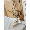 Image 2 : Freak Nontypical Whitetail Antlers On Skull