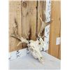 Image 3 : Freak Nontypical Whitetail Antlers On Skull