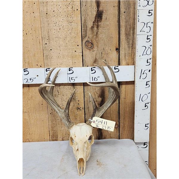 4x4 Whitetail Antlers On Skull