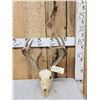 Image 1 : 4x4 Whitetail Antlers On Skull