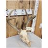 Image 2 : 4x4 Whitetail Antlers On Skull
