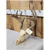 Image 3 : 4x4 Whitetail Antlers On Skull