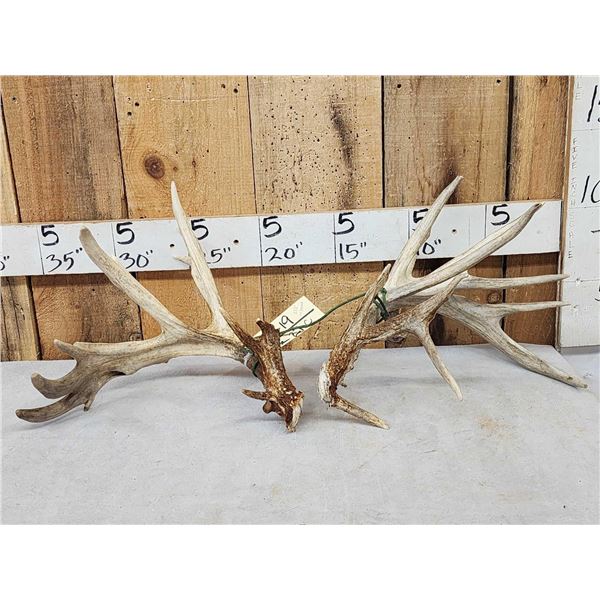Set Of 233" Whitetail Shed Antlers