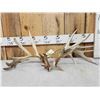 Image 1 : Set Of 233" Whitetail Shed Antlers