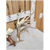 Image 2 : Set Of 233" Whitetail Shed Antlers