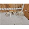 Image 4 : Set Of 233" Whitetail Shed Antlers