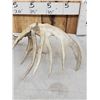 Image 5 : Set Of 233" Whitetail Shed Antlers